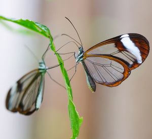 Close-up of butterfly perching on leaf