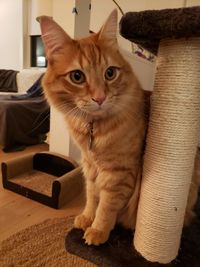 Portrait of cat sitting on sofa at home