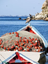 Seagull perching on a boat