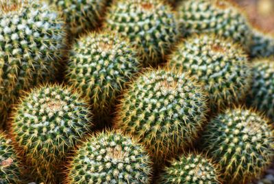 Full frame shot of succulent plant