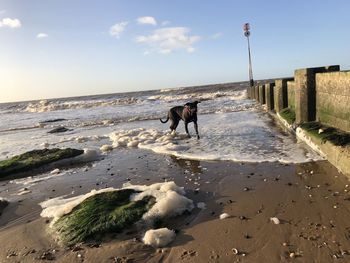 Dog on beach