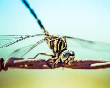 Close-up of dragonfly on plant