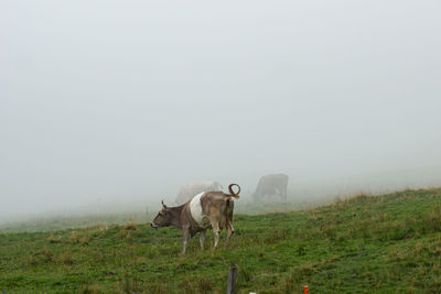 Horses in a field