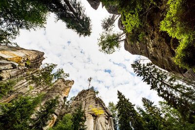 Low angle view of trees against sky