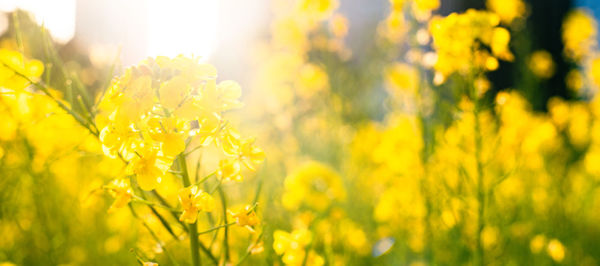 Close-up of yellow flowering plant on field