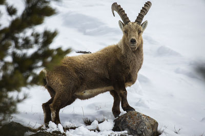 Portrait of deer standing on snow field