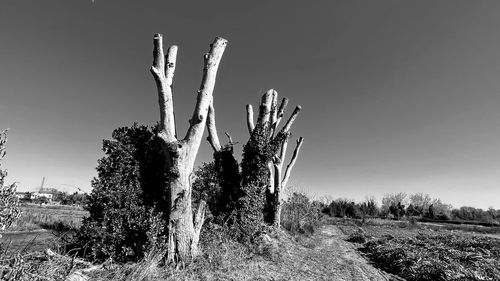 Scenic view of field against clear sky