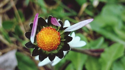 Close-up of flower