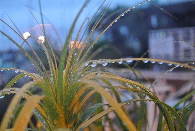 Close-up of wet plant