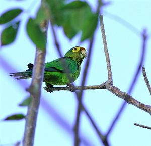 Low angle view of parakeet on stem