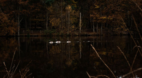 Reflection of trees in lake