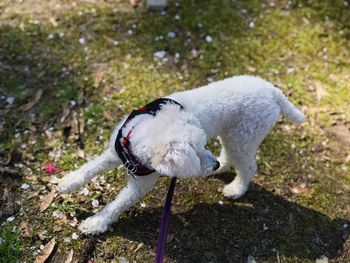 High angle view of dog standing on grass