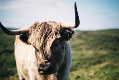 Close-up of cow standing on field against clear sky