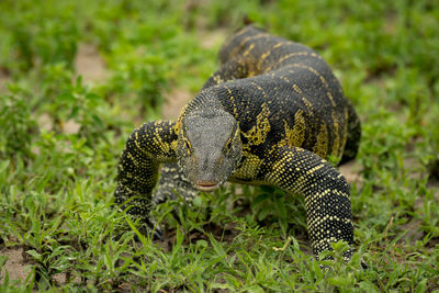 Close-up of monitor lizard on field