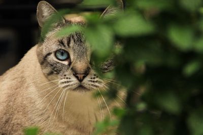 Close-up of an animal