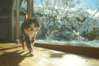 Portrait of cat