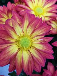 Close-up of flower blooming outdoors