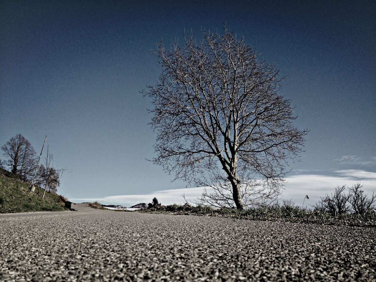 tree, clear sky, bare tree, tranquility, field, landscape, nature, blue, branch, tranquil scene, sky, beauty in nature, copy space, scenics, low angle view, growth, day, sunlight, outdoors, non-urban scene