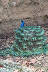 peacock