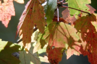 Close-up of maple leaves during autumn