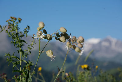 Flowers against green and white mountain slopes in morning time 