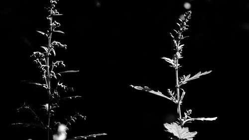 Close-up of plant against black background