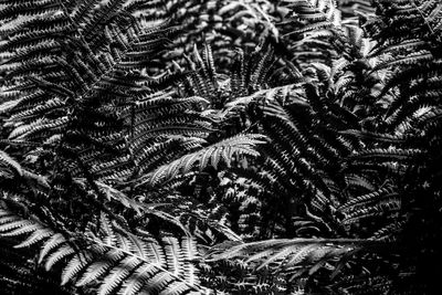 Close-up of fern leaves