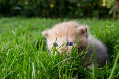 Cat lying on grass