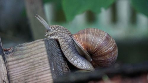 Close-up of snail on leaf