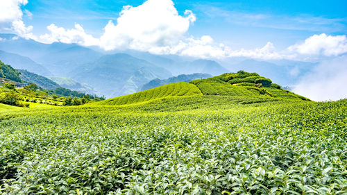 Scenic view of tea leaf field against sky