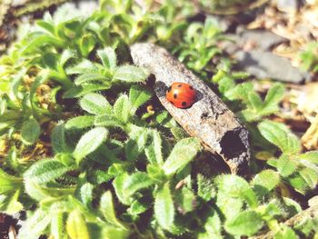 Close-up of ladybug on plant