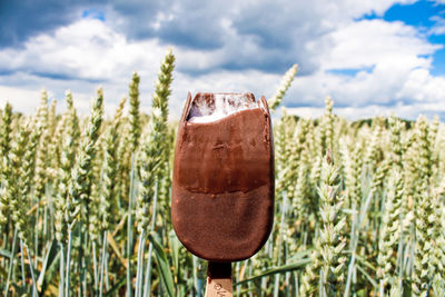 Close-up of ice cream against cereal plants on field