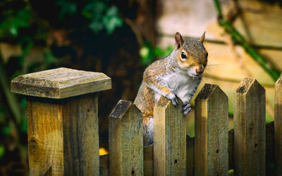 Close-up of squirrel on wooden post