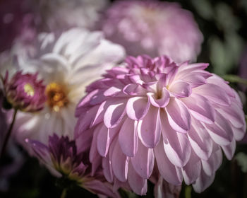 Close-up of pink dahlia flowers