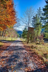 Trees by road against sky during autumn