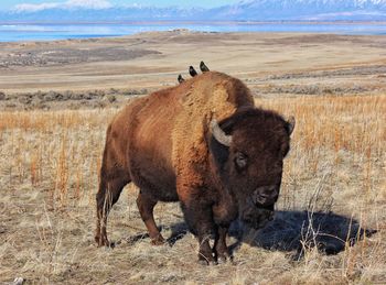 Birds perching on american bison at antelope island state park