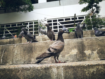 Birds perching on tree