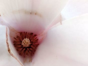 Close-up of flower