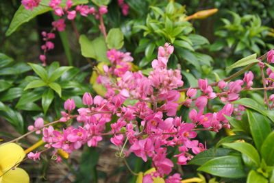 Close-up of pink flowering plants