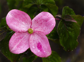 Close-up of water drops on pink flower