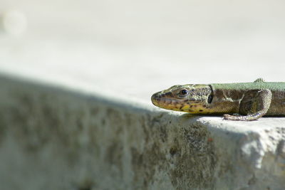 Close-up of a lizard on wall