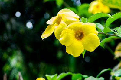 Close-up of yellow flowering plant