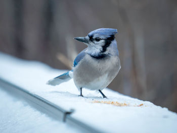 Close-up of bird perching on snow