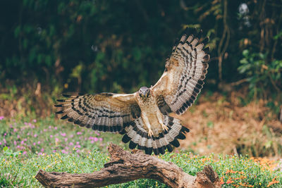 Low angle view of eagle perching on field