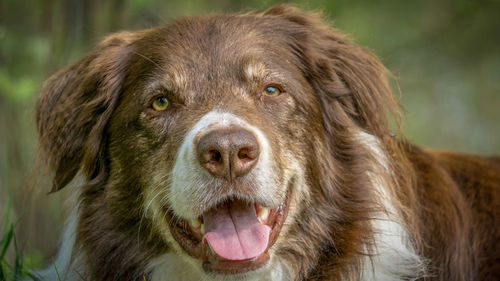 Close-up portrait of dog