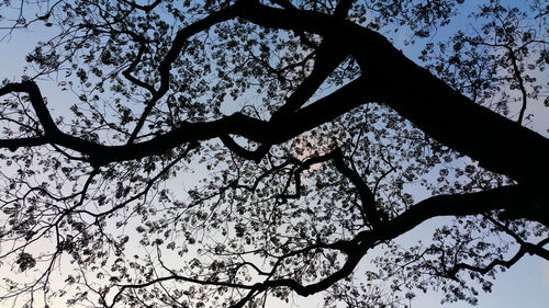 Low angle view of silhouette tree against sky