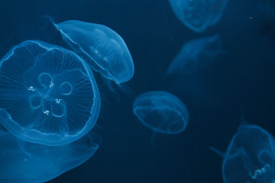 Jellyfish in blue water 