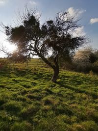 Tree on field against sky