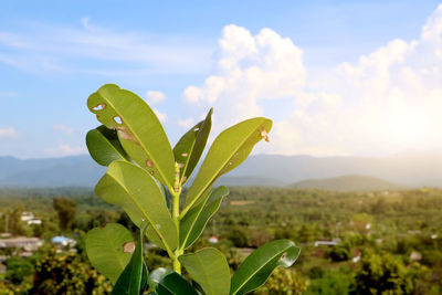 Close-up of plant growing on field against sky