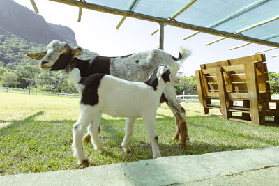 Goats on field